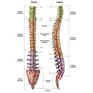 What are the Different Levels or Grades of a Spinal Cord Injury