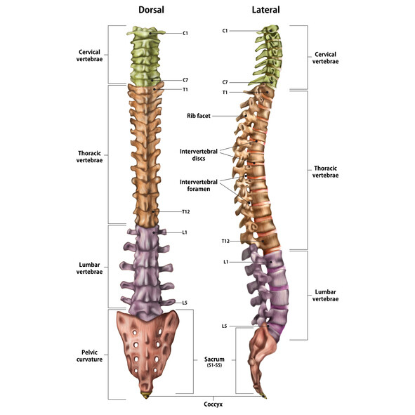 What are the Different Levels or Grades of a Spinal Cord Injury?